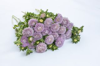 Astra Lady Coral Lavender, Loukykvět