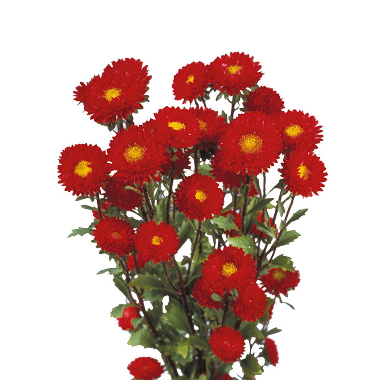 Astra Matsumoto Red · Loukykvět