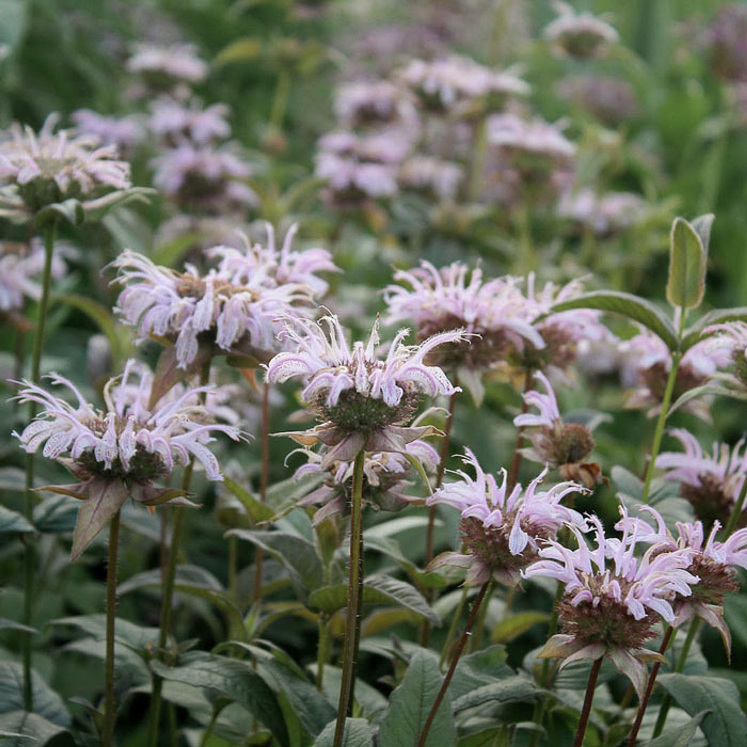 Monarda bradburiana · Loukykvět