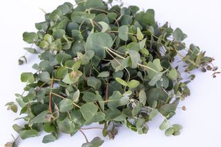 Eukalyptus Small Leaved Gum, Loukykvět
