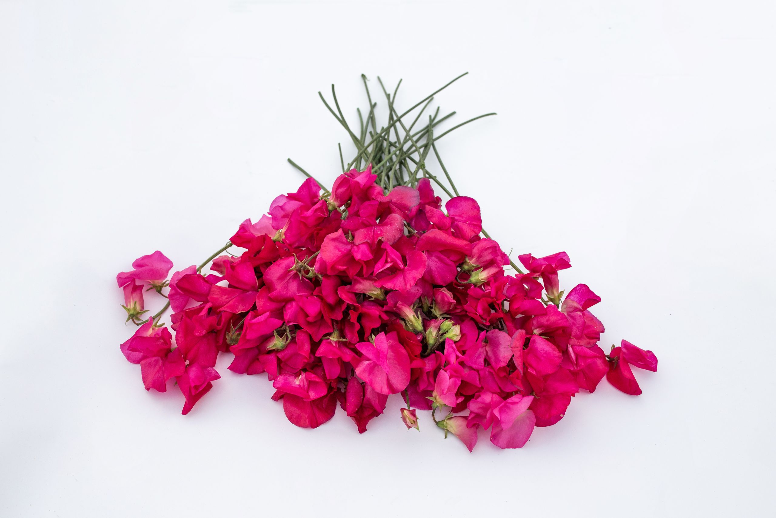semena-hrachor-vonn-spring-sunshine-cerise-loukykv-t