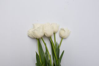Tulipán Honeymoon, Loukykvět
