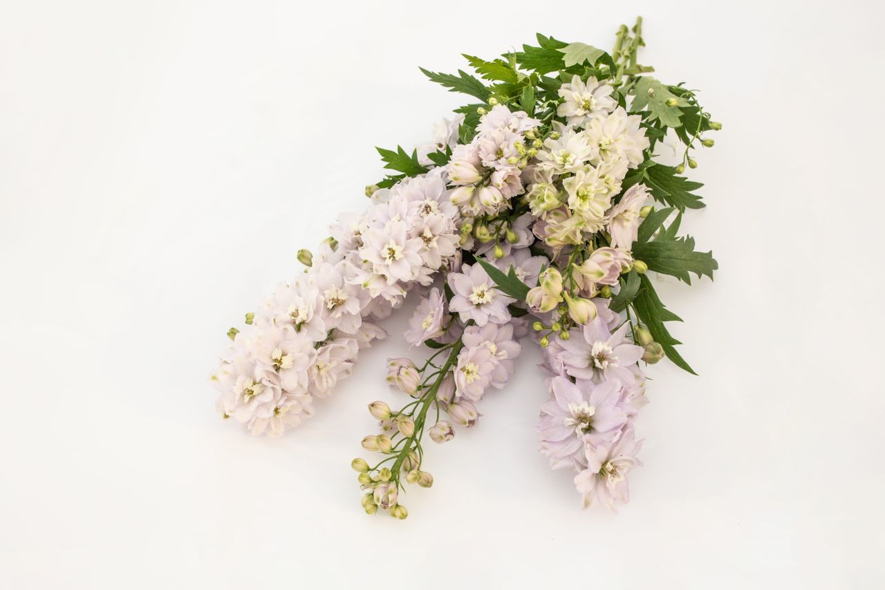 Stračka vyvýšená Magic Fountains Cherry Blossom (White Bee), Loukykvět