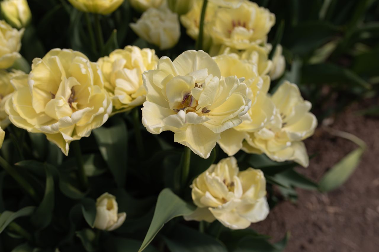 Tulipán Avant Garde, Loukykvět