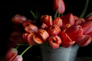 Tulipán Apricot Impression, Loukykvět