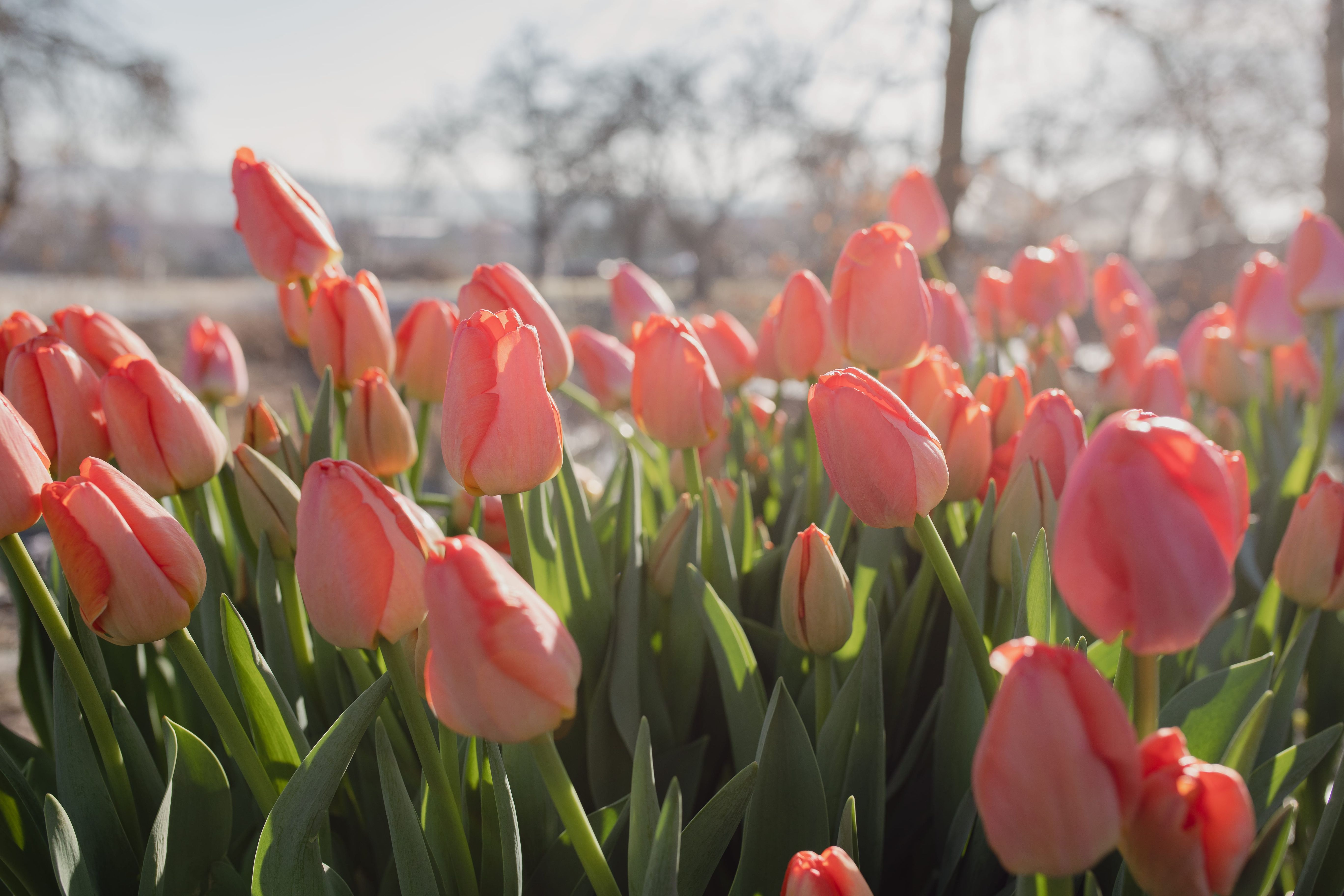 Tulipán Orange Pride (Zantucot) · Loukykvět