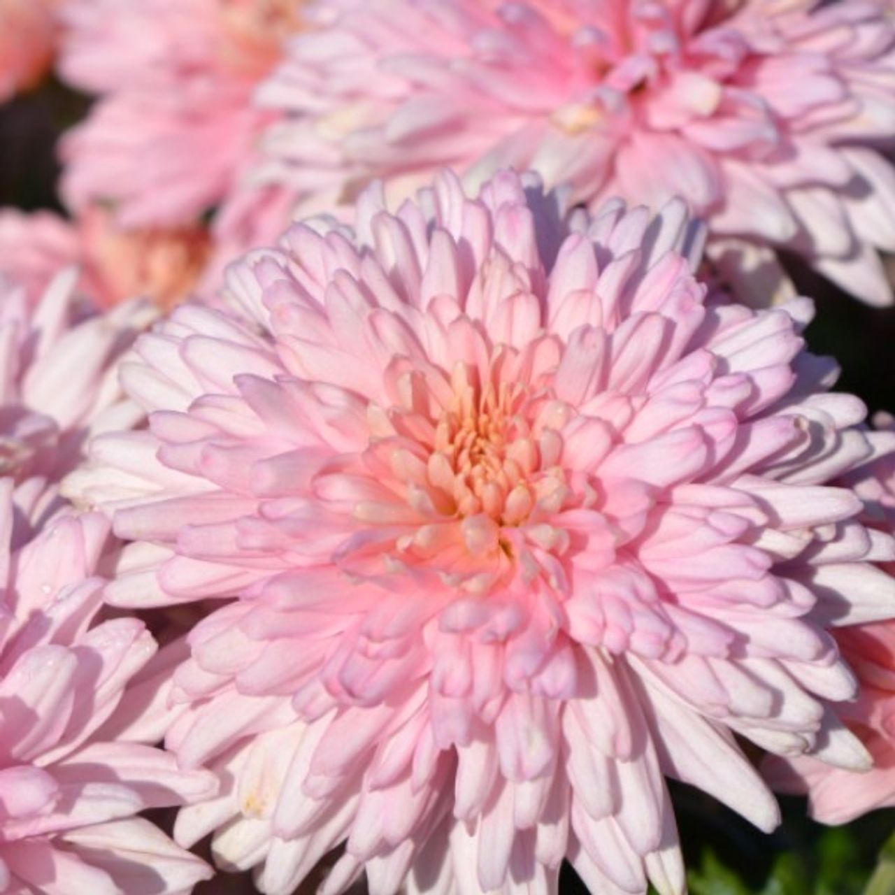 Chryzantéma Marielle Pink, Loukykvět