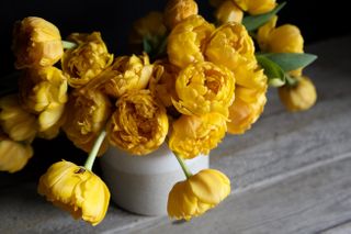 Tulipán Yellow Pomponette, Loukykvět
