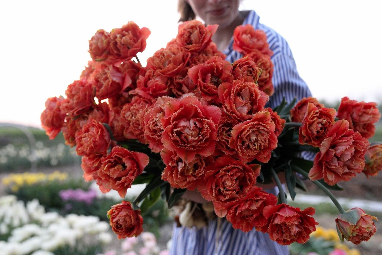 Tulipán Sensual Touch · Loukykvět