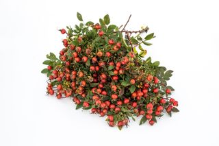 Růže Magical Delight (Kolmade), Loukykvět