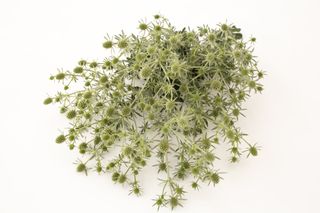 Máčka Glitter White, Loukykvět
