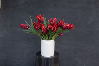 Tulipán Muvota, Loukykvět