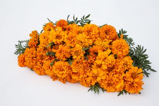 Afrikán Imperiale Orange, Loukykvět