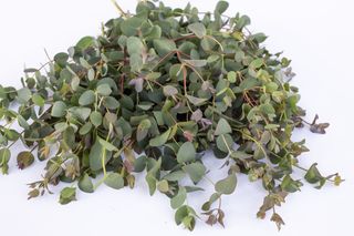Eukalyptus stuartiana, Loukykvět