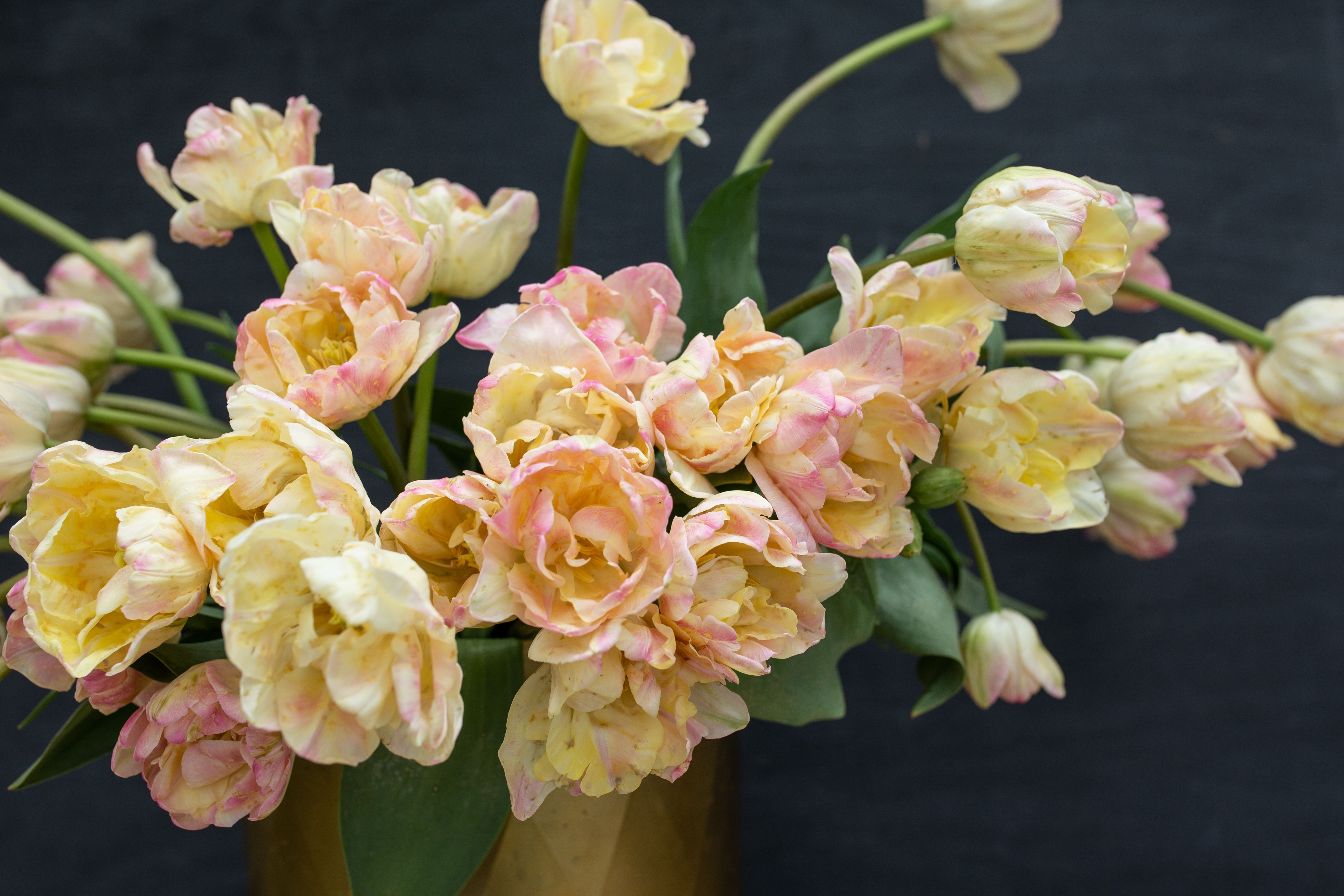 Tulipán Creme Upstar · Loukykvět