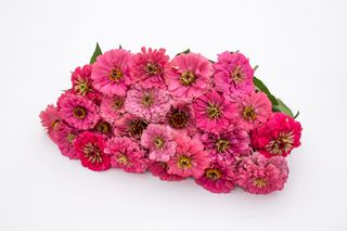 Cínie Benary’s Giant Bright Pink, Loukykvět