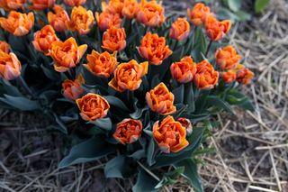 Tulipán Orange Princess, Loukykvět