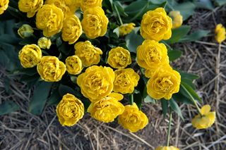 Tulipán Yellow Pomponette, Loukykvět