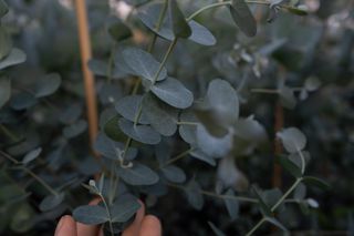 Velký eukalyptus v květináči, Loukykvět