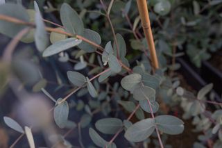 Velký eukalyptus v květináči, Loukykvět