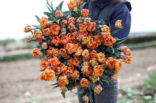 Tulipán Orange Princess, Loukykvět