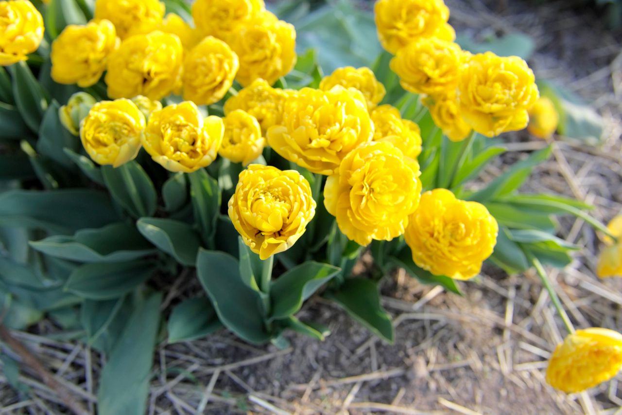 Yellow pomponette тюльпан фото