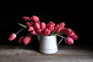 Tulipán Pink Impression, Loukykvět